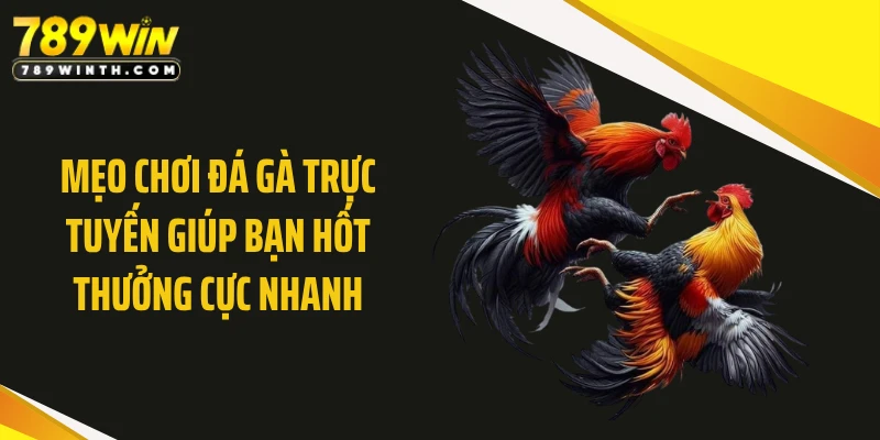Mẹo Chơi Đá Gà Trực Tuyến Giúp Bạn Hốt Thưởng Cực Nhanh